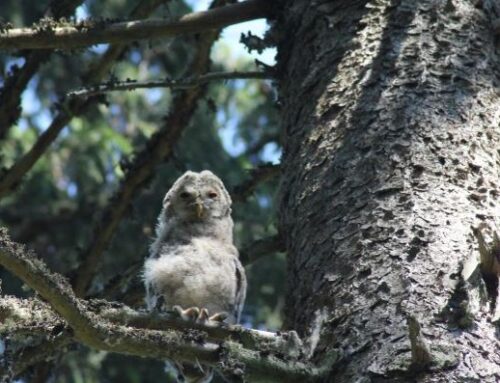 Keskkonnaameti loomaabiteenus – kas abi vajab loom või inimene?