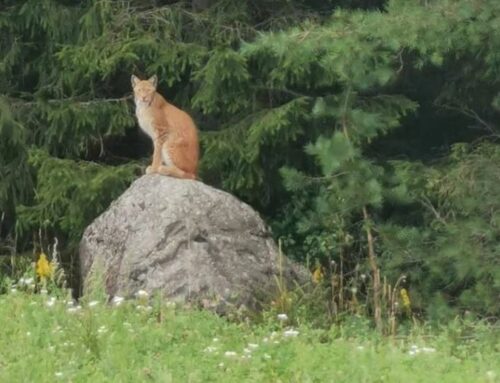 Ilves pakkus pealtvaatajale ootamatu elamuse