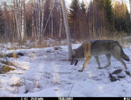 Alanud hundijahi käigus tohib esmalt küttida 84 hunti