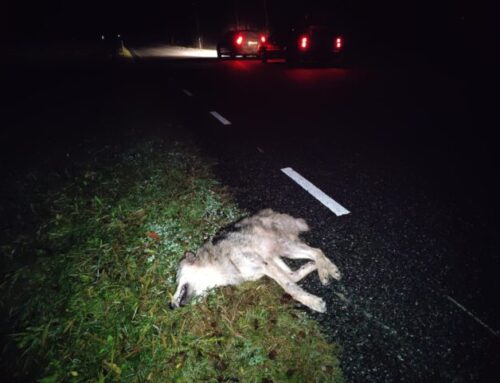 Viljandimaal jäi susi auto alla