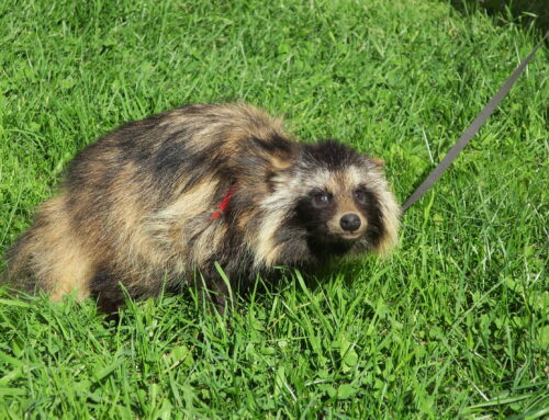 Eesti katsetab ohustatud lindude kaitseks väikekiskjate ohjamist