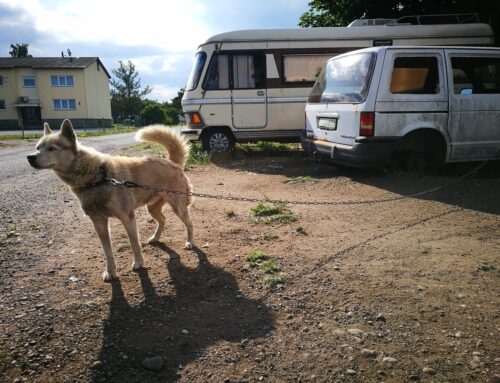 Loomakaitseseaduse muutmine lõpetab koerte ketispidamise