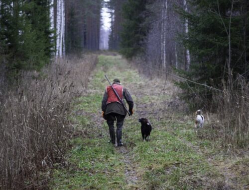 Põtrade arvukus Eestis on mõõdukal tasemel