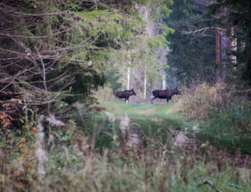 Küsimus-vastus: põdrapopulatsiooni jätkusuutlik majandamine