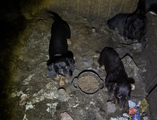 Raplamaal võeti omanikult ära 35 koera