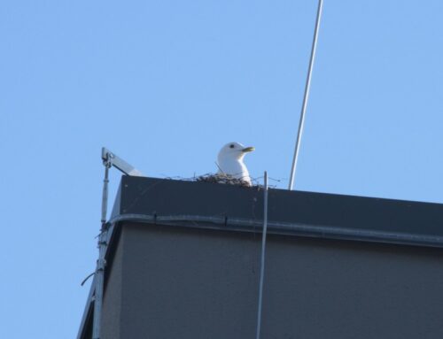 Hooned tasub üle vaadata enne linnalindude pesitsushooaja algust