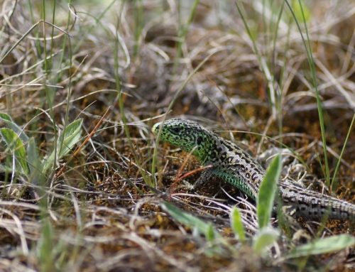Keskkonnaamet kinnitas kivisisaliku kaitse tegevuskava