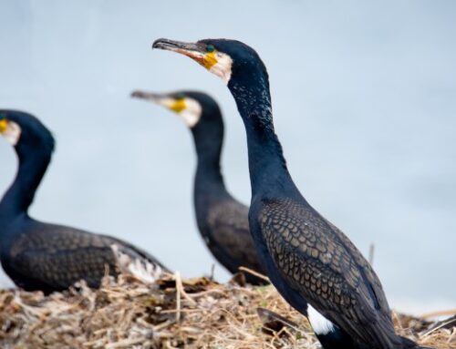 Kalavarude kaitseks õlitasid kalurid kormoranide mune