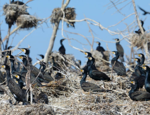 Mida ütlevad loendustulemused kormoranide arvukuse kohta