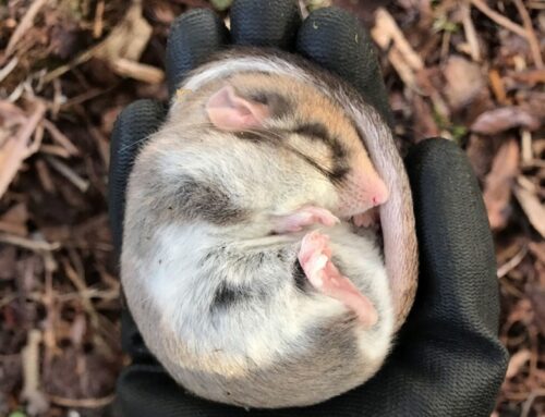 Keskkonnaamet kinnitas lagritsa kaitse tegevuskava