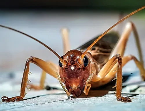 Putukafarmid: kuuejalgne probleem