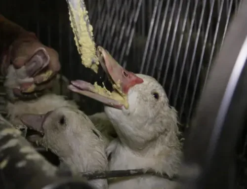 Loomakaitsjad taunivad foie gras’ pakkumist Pariisi olümpiamängudel