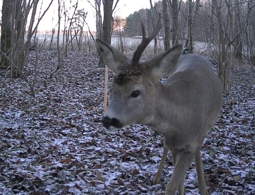 Sügistalvine salametsaelu rajakaamerate silmade läbi
