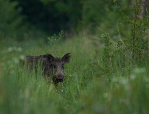 Metssigade peibutussöötmise muudetud tingimused suunavad loomad seafarmidest eemale