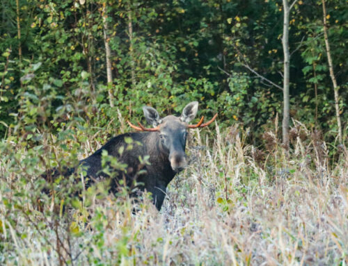 Keskkonnaagentuur avalikustas ulukiseirearuande