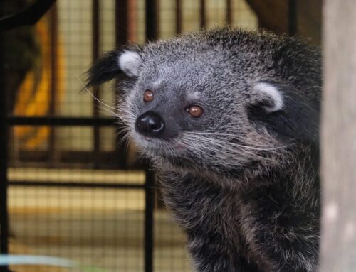 44. nädal – Binturongipere tutvub Eestimaa sügisega