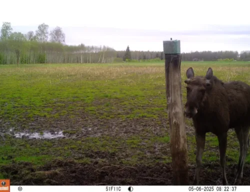 Põdrapullidel on sarvekasv juba alanud