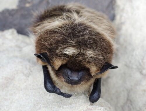 Blogis: Talvituvate nahkhiirte vabatahtliku seire käigus esitati vaatlusi igast maakonnast