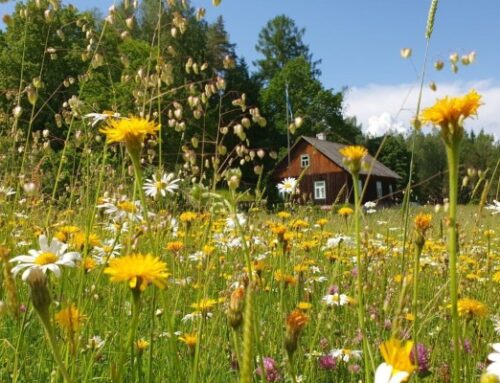 Pärandniitude hooldamiseks on avatud looduskaitseliste tööde taotluse voor