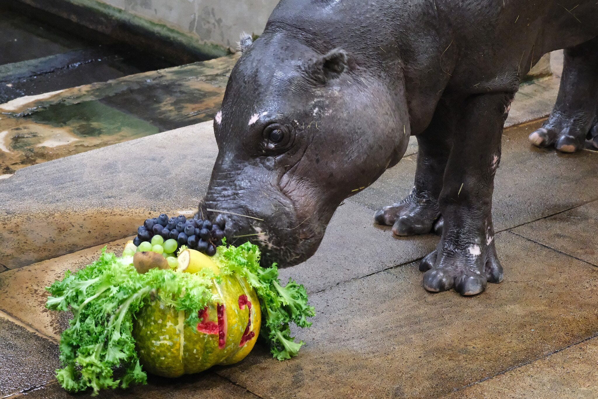 Pupa-uurib-oma-pidurooga-ja-asub-kohe-sooma_foto-Inari-Leiman-2048×1366