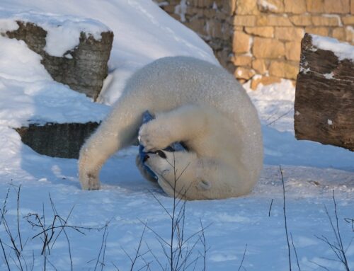 3. nädal – Jääkarud kukerpallitavad, ninasarvik aga sörgib nii, et lumi lendab