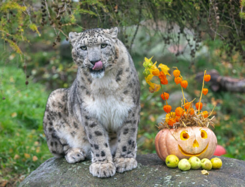 Kõrvitsakampaaniaga jõudis loomaaeda 6,5 tonni kõrvitsaid