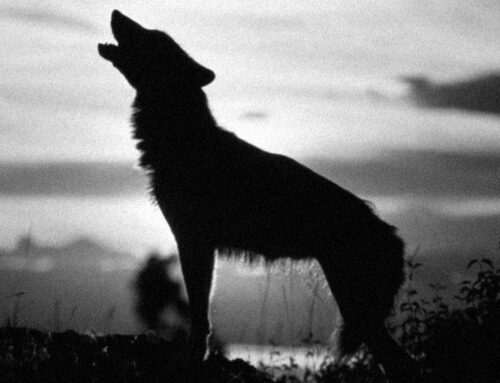 Soome uuring näitab, et huntide liikumisteave võib vähendada rünnakuid koertele