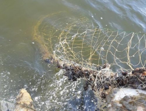 Täna algab Peipsi järve vanadest võrkudest puhastamine