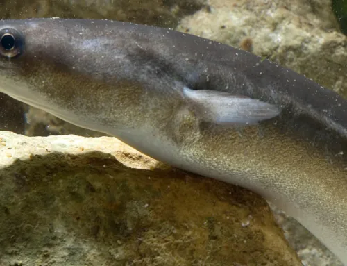 Kriitilises seisus angerjas vajab kaitsestaatust