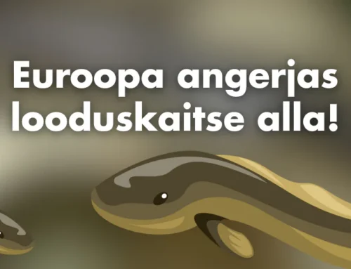Rahvaalgatus kutsub kriitiliselt ohustatud Euroopa angerjat viivitamatut kaitse alla võtma