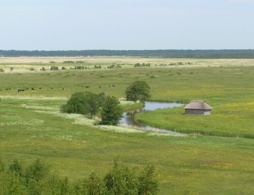 Pärandniidud moodustavad olulise osa Eesti maaelust ja elurikkusest