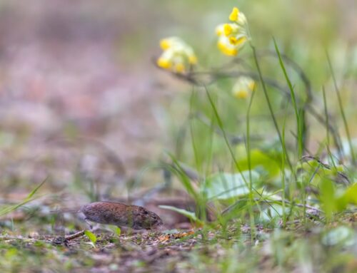 Vereta jahi fotokonkursil võidutes Andres Killing fotoga välkkiirest uruhiirest