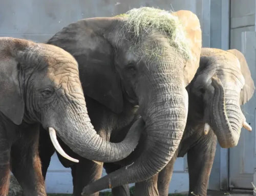 Kas meie elevandid on omavahel suguluses?