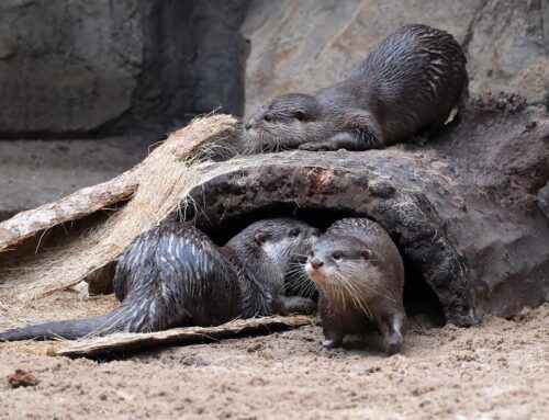17. nädal – Aasia sõrmiksaarmad kolisid tagasi oma koju vihmametsamajas