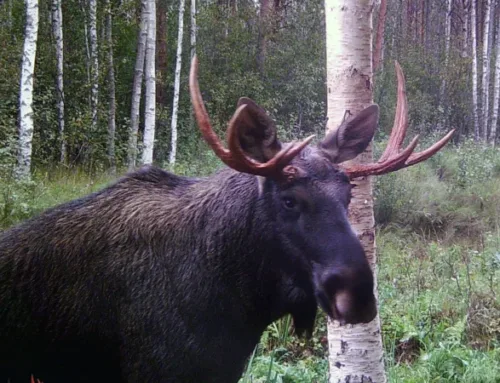 Rootsis tunnevad jahimehed muret põdra pärast