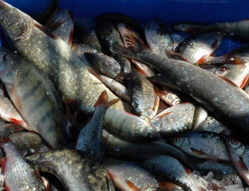 Ahvena- ja kohapüügireeglid Pärnumaal