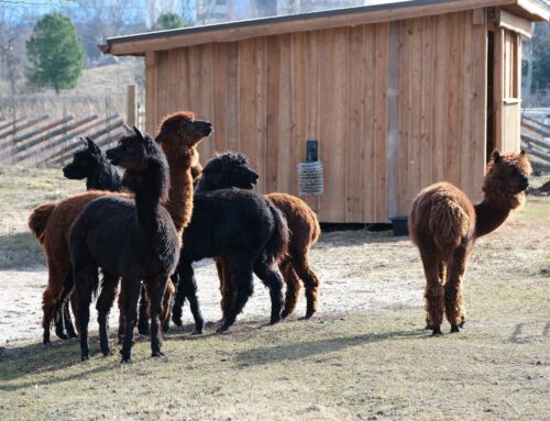12.nädal – Kevad saabub koos sünnipäevadega