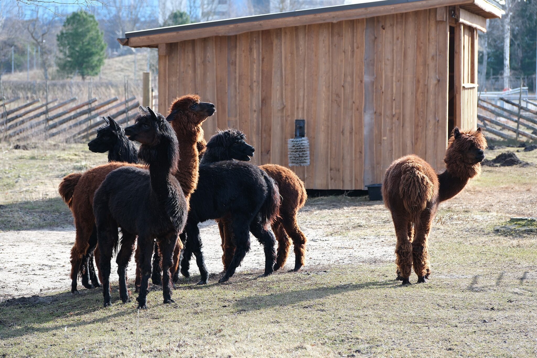 alpakad-on-tagasi-linnutiikide-aasal_foto-Inari-Leiman-2048×1366