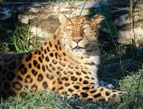 48. nädal – Hallaööd ja karged päikeselised päevad – loomaaed särab ja sätendab