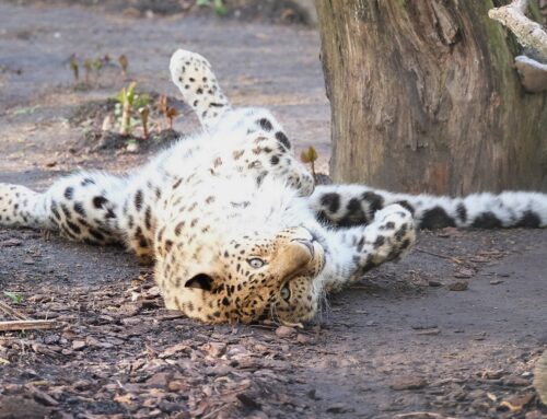18. nädal – Loomaaeda leopardipäevale!