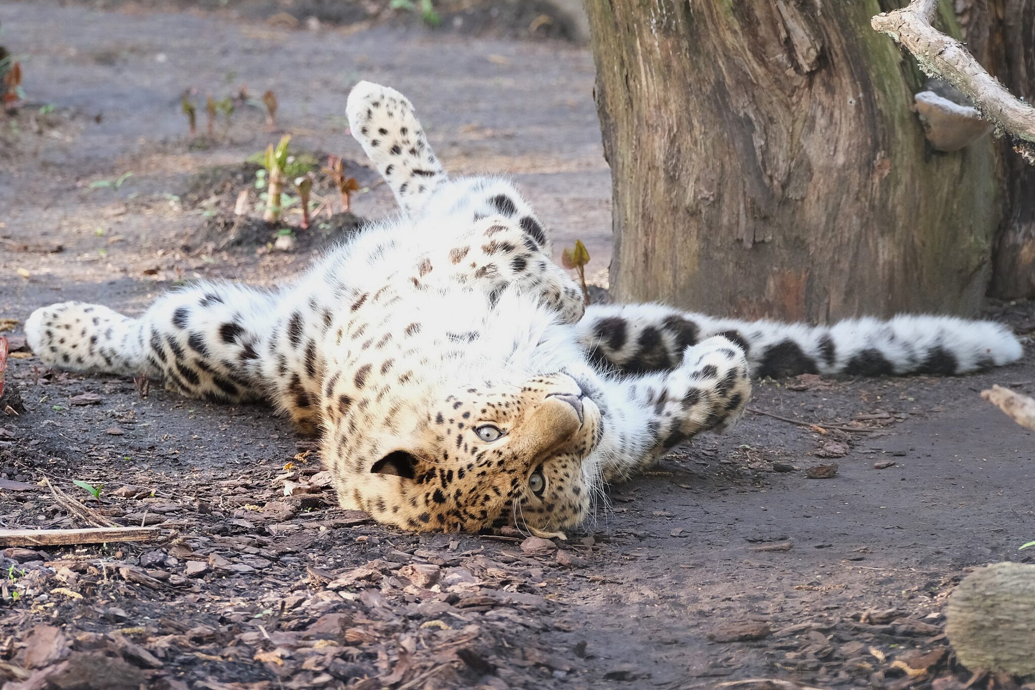 amuuri-leopard-Alexei-poosid_foto-Inari-Leiman-2048×1366