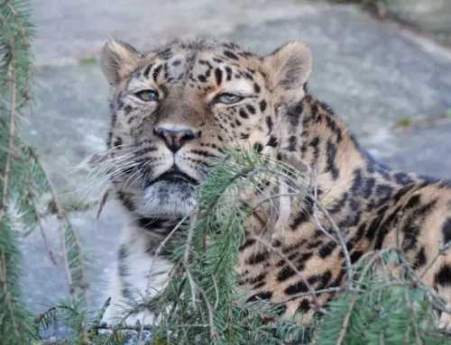 16. nädal – Amuuri leopard Darla suur juubel
