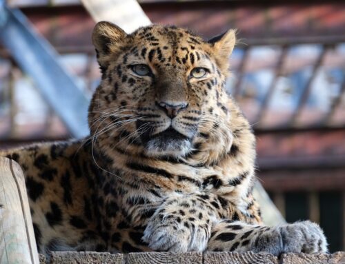 16. nädal – Amuuri leopard Darlal täitub 22. eluaasta!