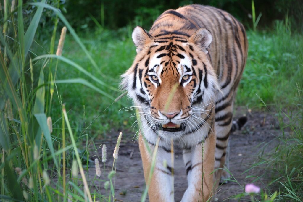amuuri-tiiger-Aleksander-kutsub-tiigriohtule_foto-Inari-Leiman-1024×683