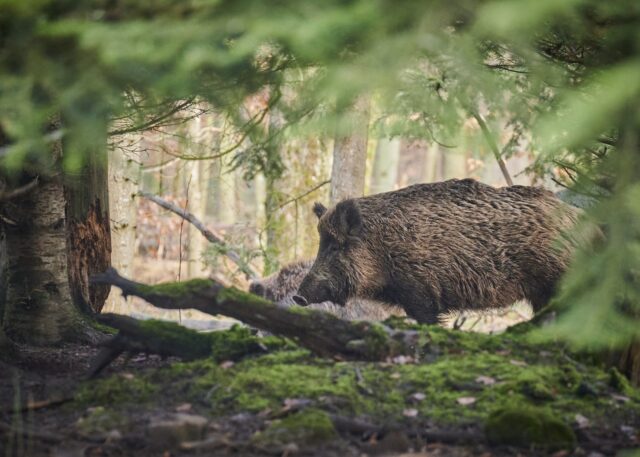 animal-6909689_1280-640×457