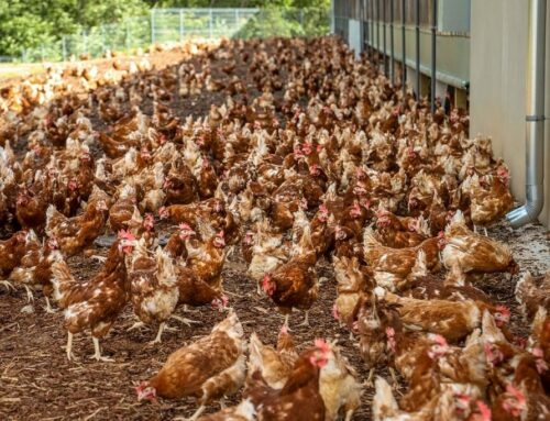 Eesti on üleminekul puurivabale munatootmisele lähiriikidest maha jäänud