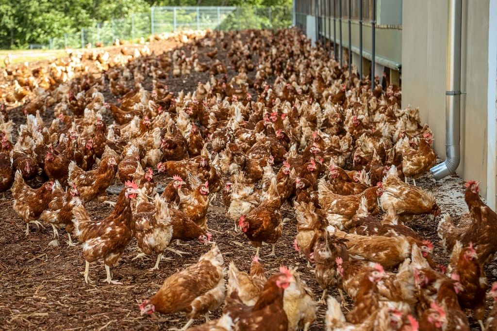 balticovo-free-range