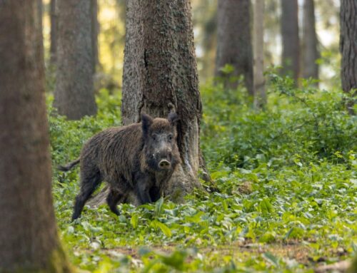 Eriti ohtlik loomataud sigade Aafrika katk põhjustab kõigile probleeme, ent ühine võitlus on siiani andnud tulemusi