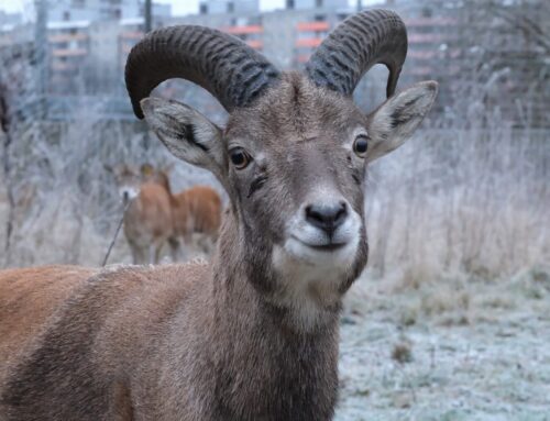 47. nädal – Esimene härmahommik tõi talve hõngu ja viis alpi ümisejad sügavasse talveunne
