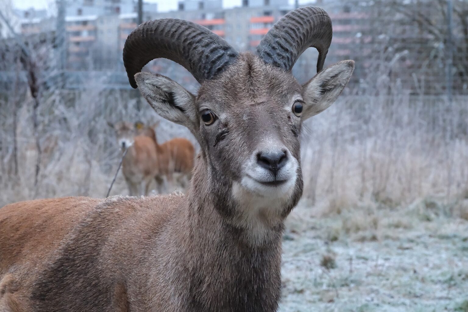 buhhaara-uriaalijaar-oma-karja-ees_foto-Inari-Leiman-1536×1024